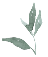 Vertikaler Salbeizweig