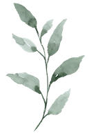 Vertikaler Salbeizweig