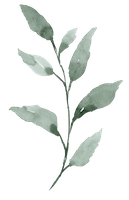 Vertikaler Salbeizweig