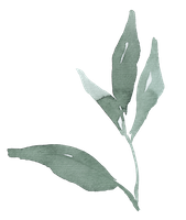 Vertikaler Salbeizweig